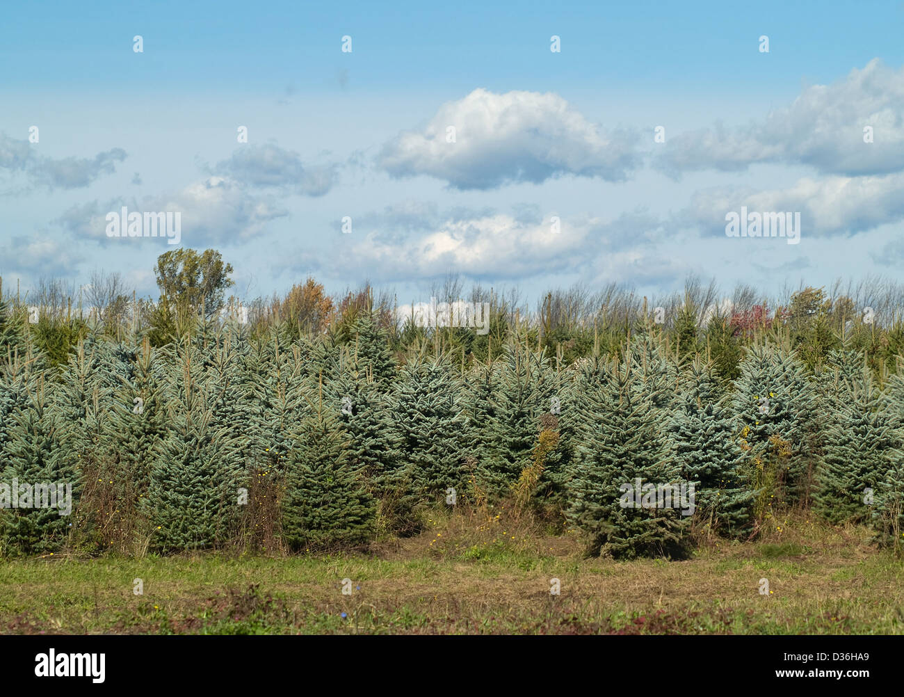 evergreen tree farm Stock Photo Alamy