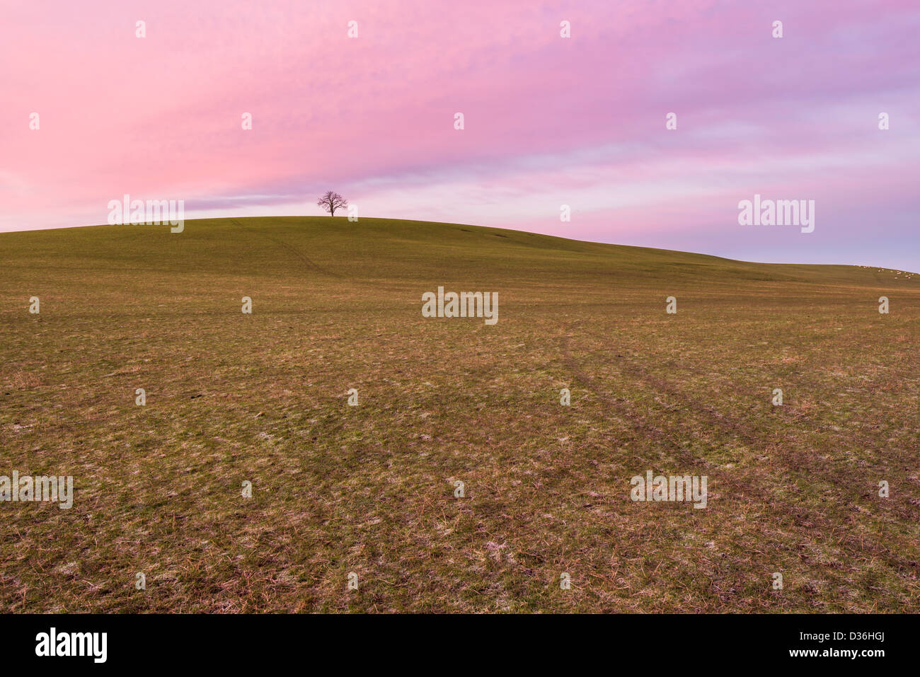 Lone tree on hill surrounded by fields on a winters morning, Warwickshire, England, UK Stock Photo