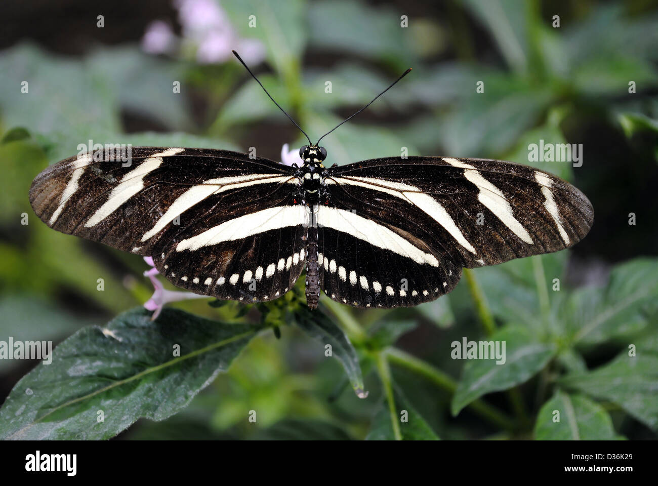 Zebra Longwing Butterfly Latin name Heliconius charitonius Stock Photo