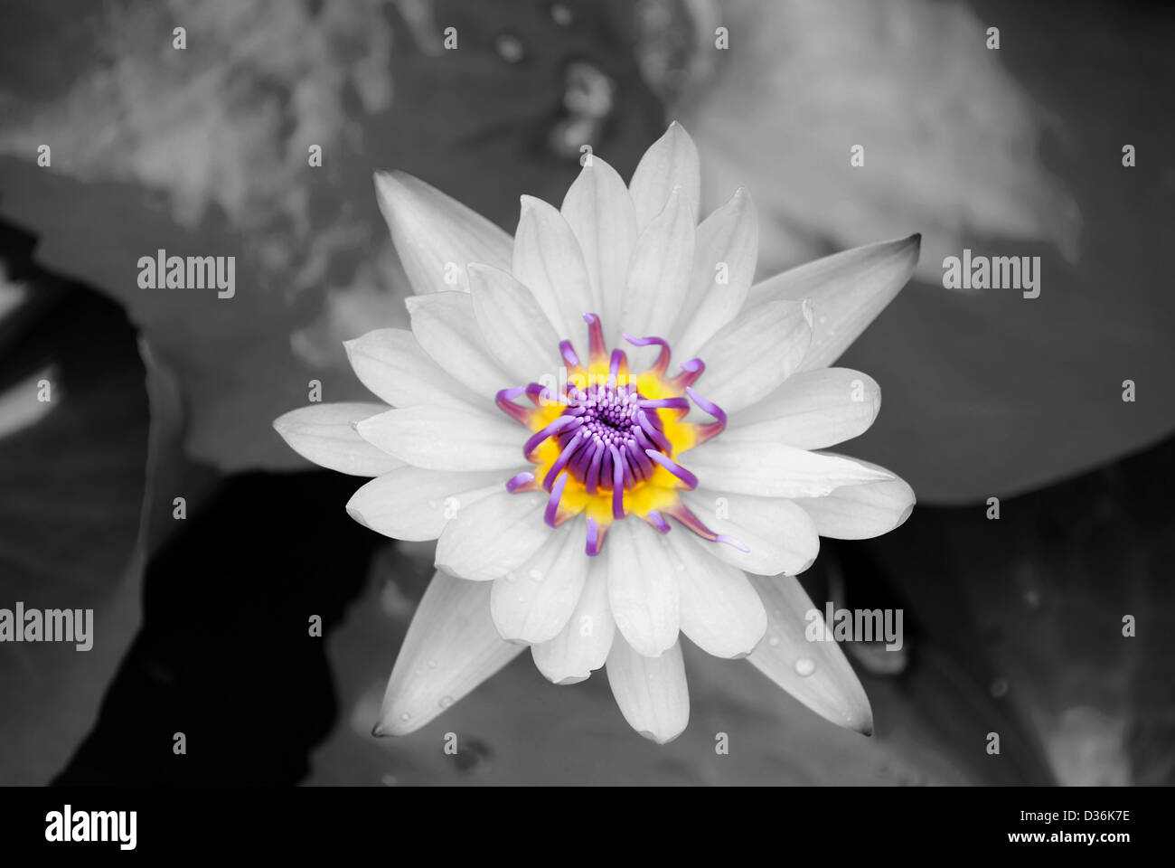 Water lily flower Latin name Nymphaea colorata Stock Photo
