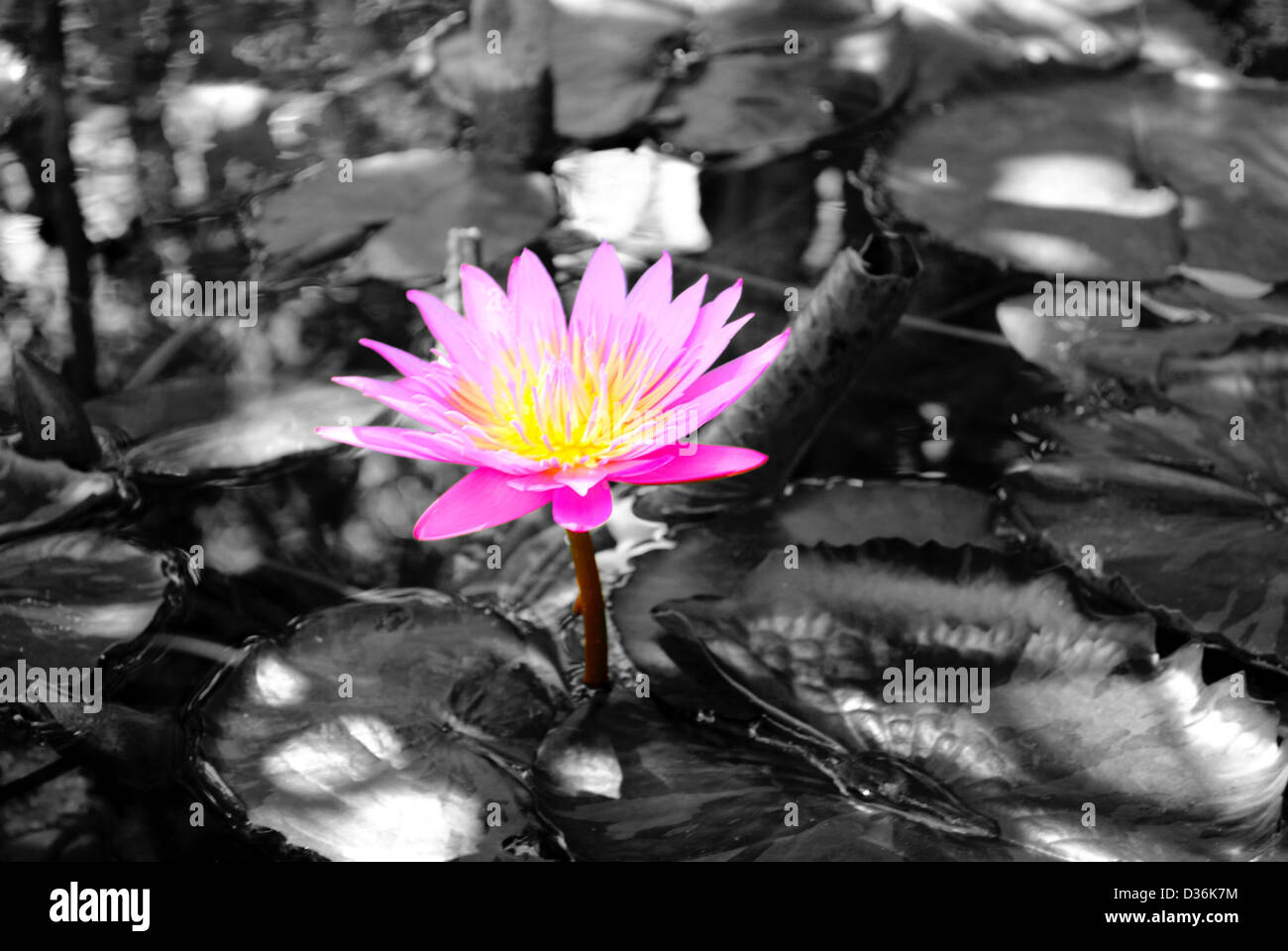 Water lily flower Latin name Nymphaea colorata Stock Photo