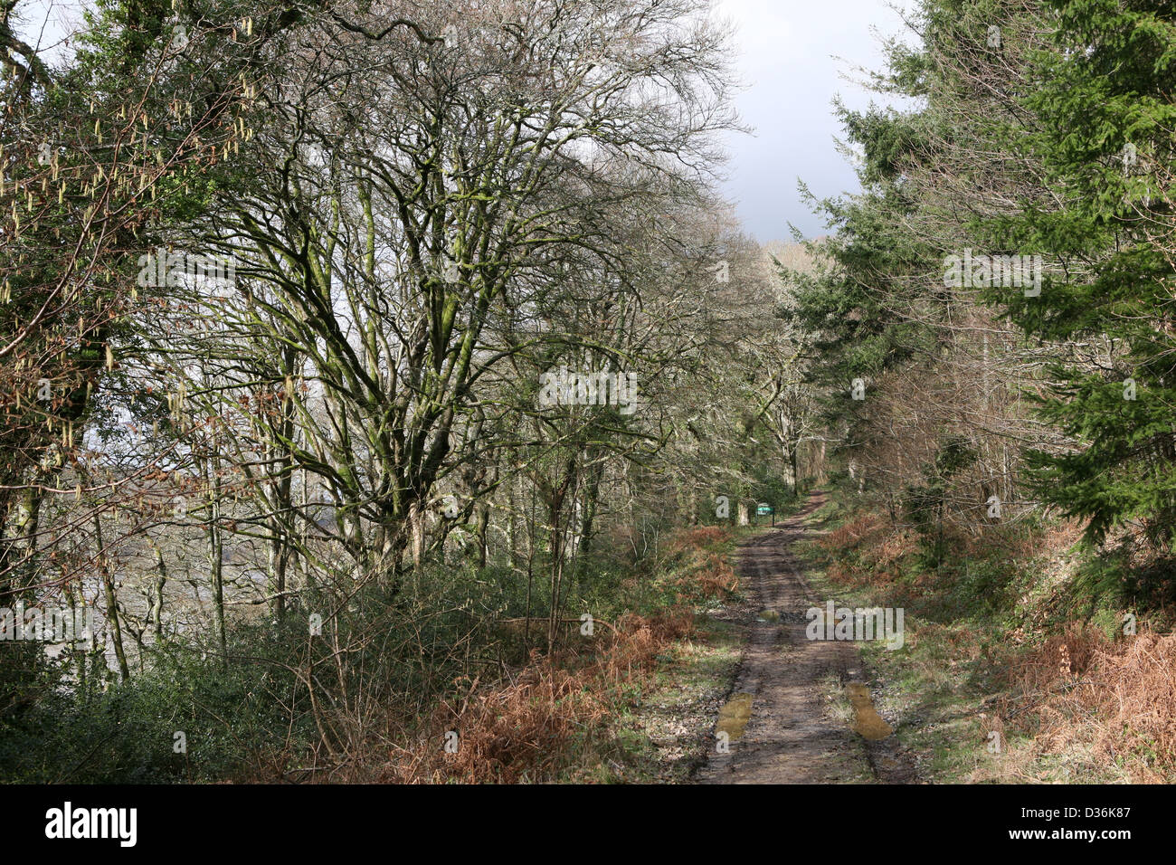 Wind in the Willows country, between Lerryn and St Winnow, Cornwall, Stock Photo