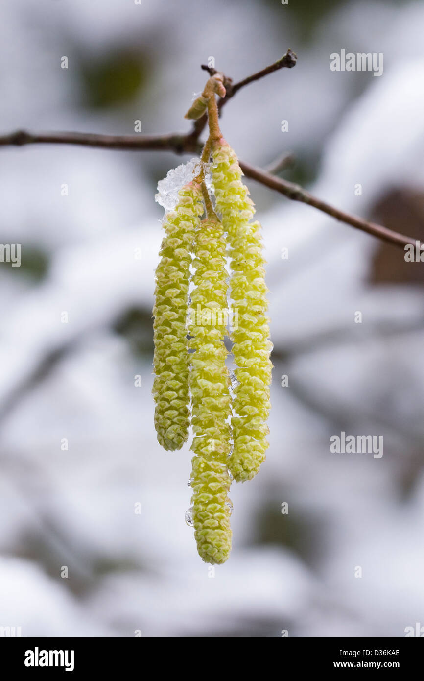 Male catkins on Corylus avellana. Catkins on Common Hazel. Stock Photo