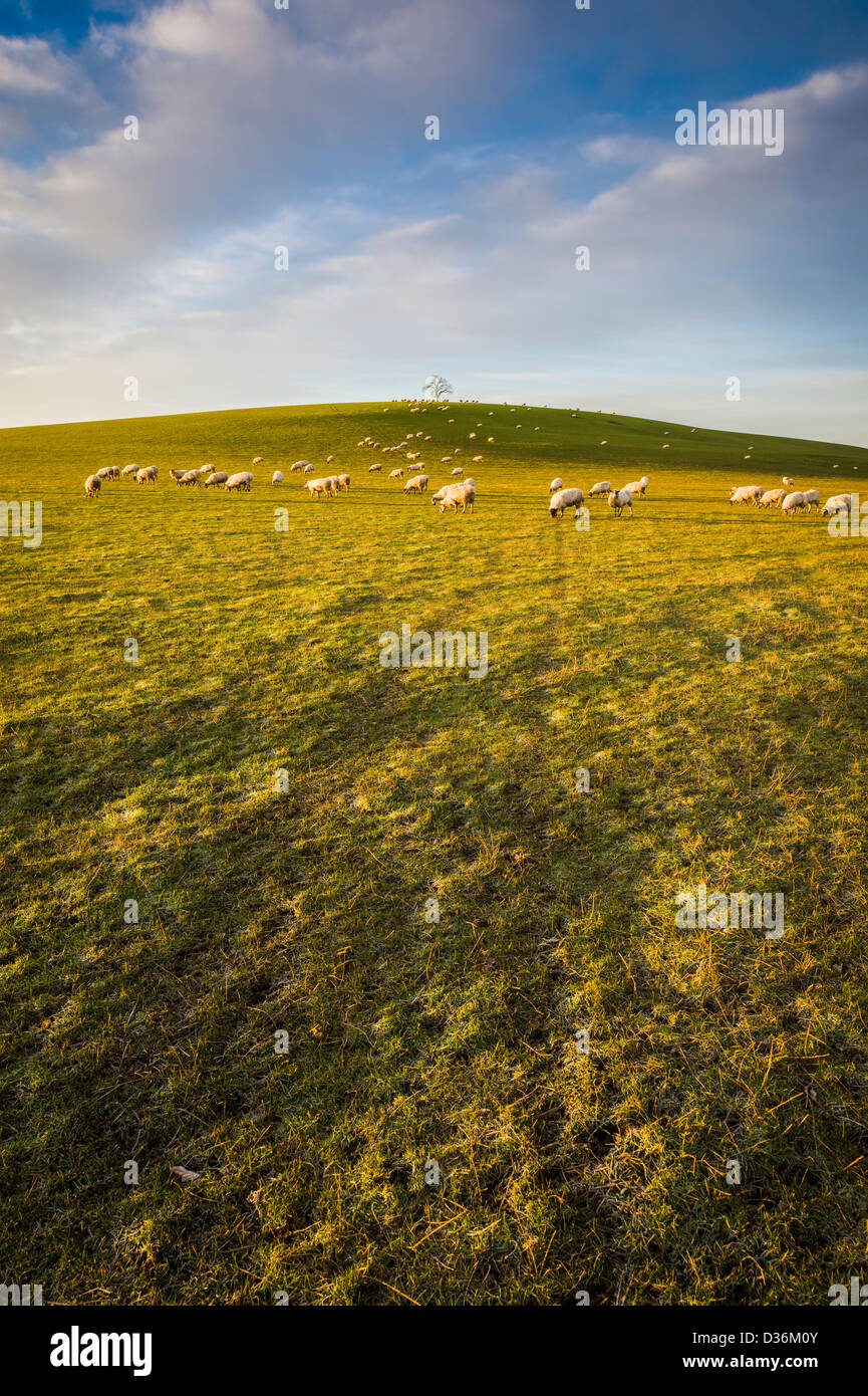 Lone tree on hill surrounded by fields and sheep on a winters morning, Warwickshire, England, UK Stock Photo