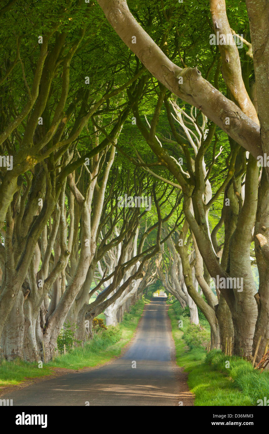 Beech tree lined road or The Dark Hedges a location used in the Game of Thrones Stanocum Ballymoney County Antrim Northern Ireland UK GB Europe Stock Photo
