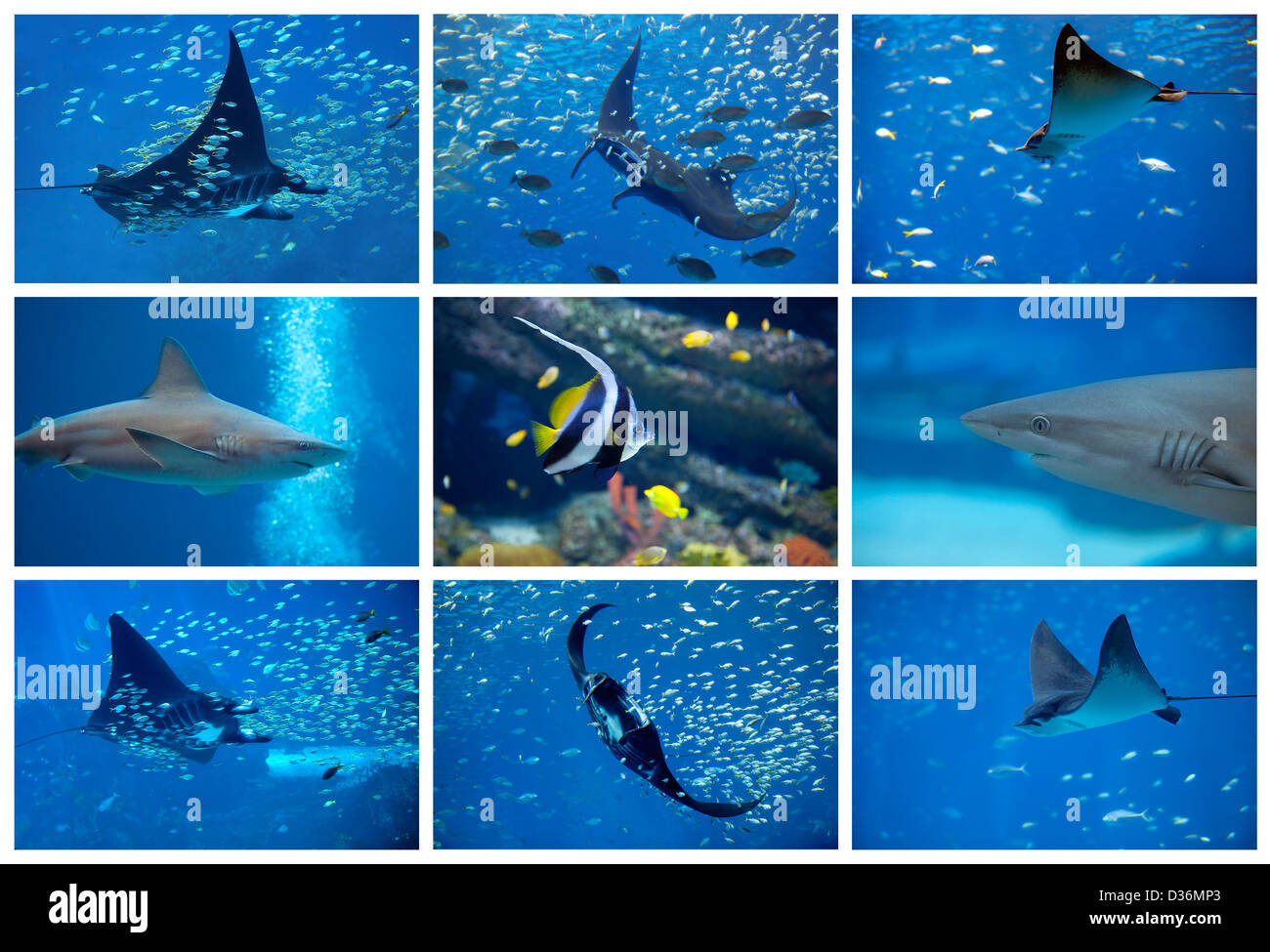 Animal aquatic collage hi-res stock photography and images - Alamy