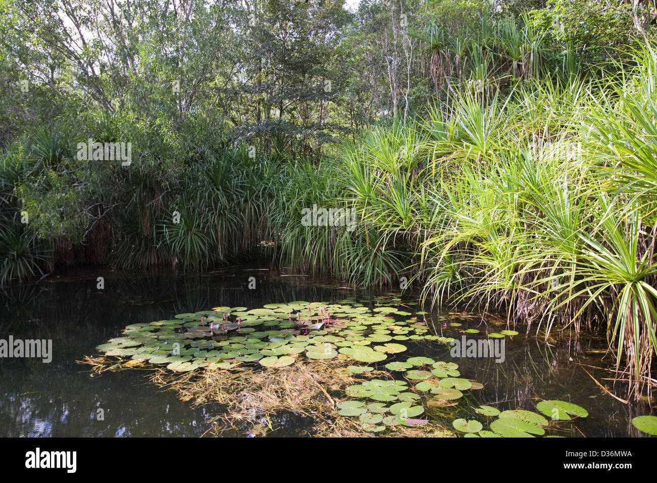 Territory Wildlife Park, Berry Springs, Northern Territory, Australia ...