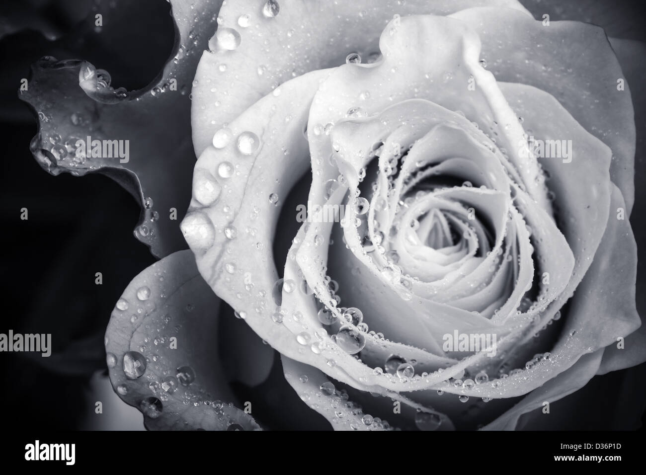 Wet white rose flower monochrome close-up photo with shallow depth of field Stock Photo