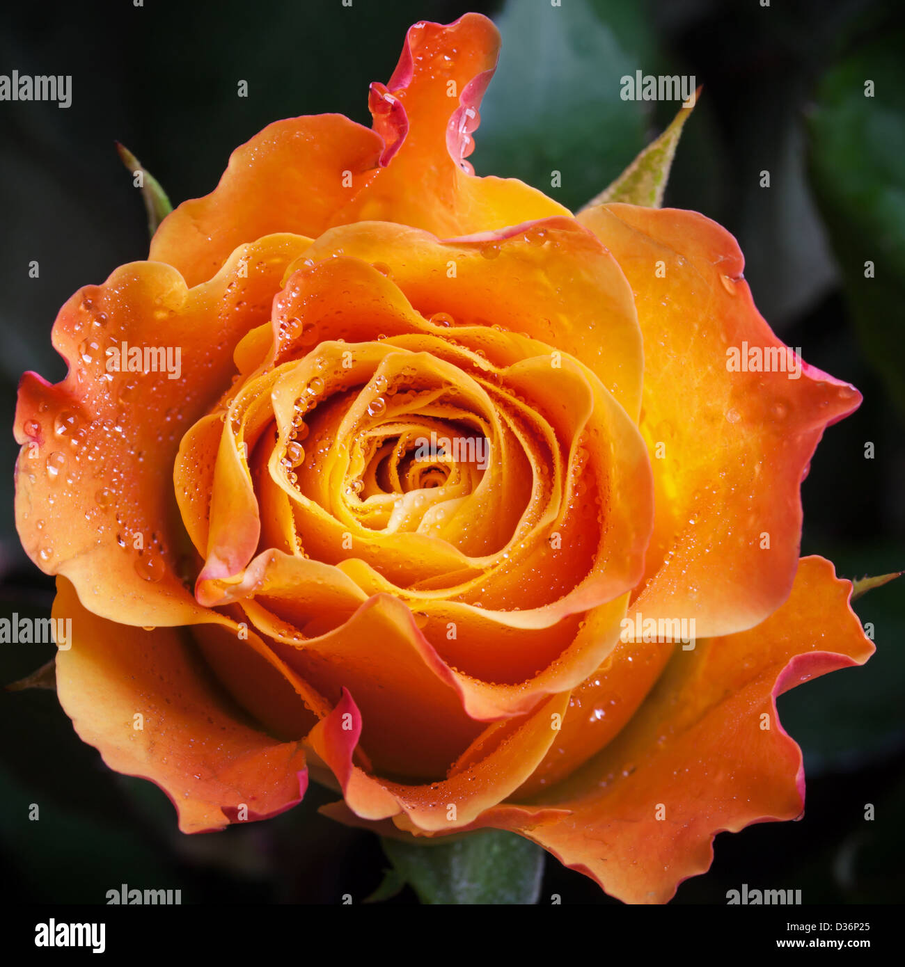 Wet orange and red rose flower close-up photo with shallow depth of field Stock Photo