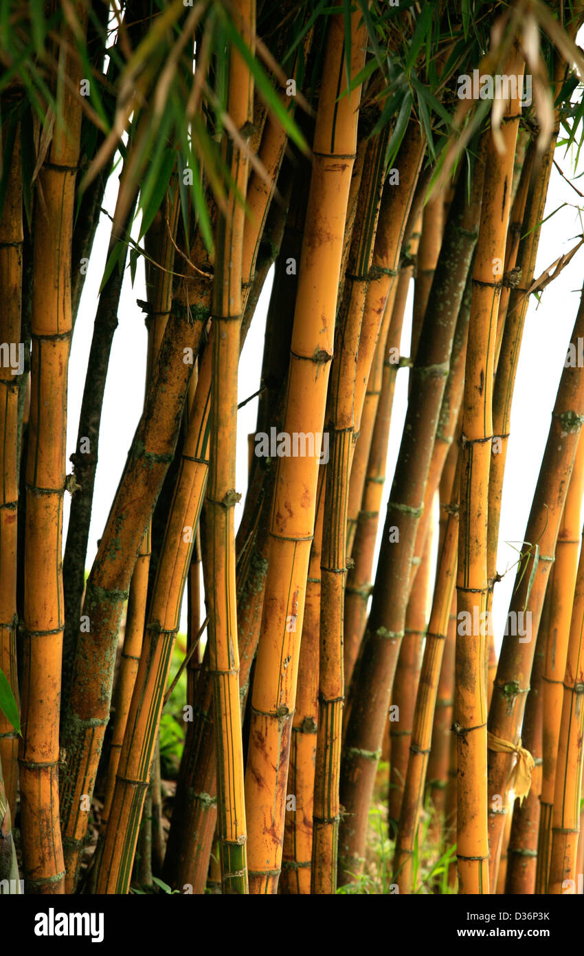 Bamboo trees. Bali. Indonesia Stock Photo Alamy