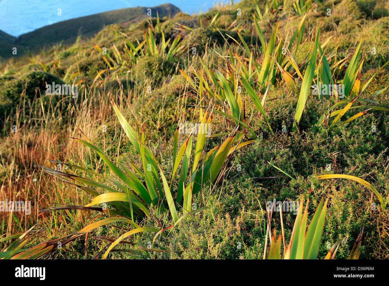 Flax plants hires stock photography and images Alamy