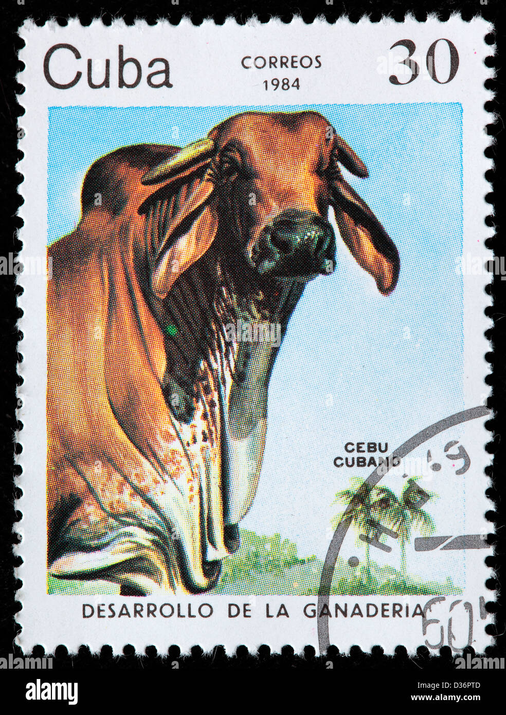 Cuban cebu, postage stamp, Cuba, 1984 Stock Photo