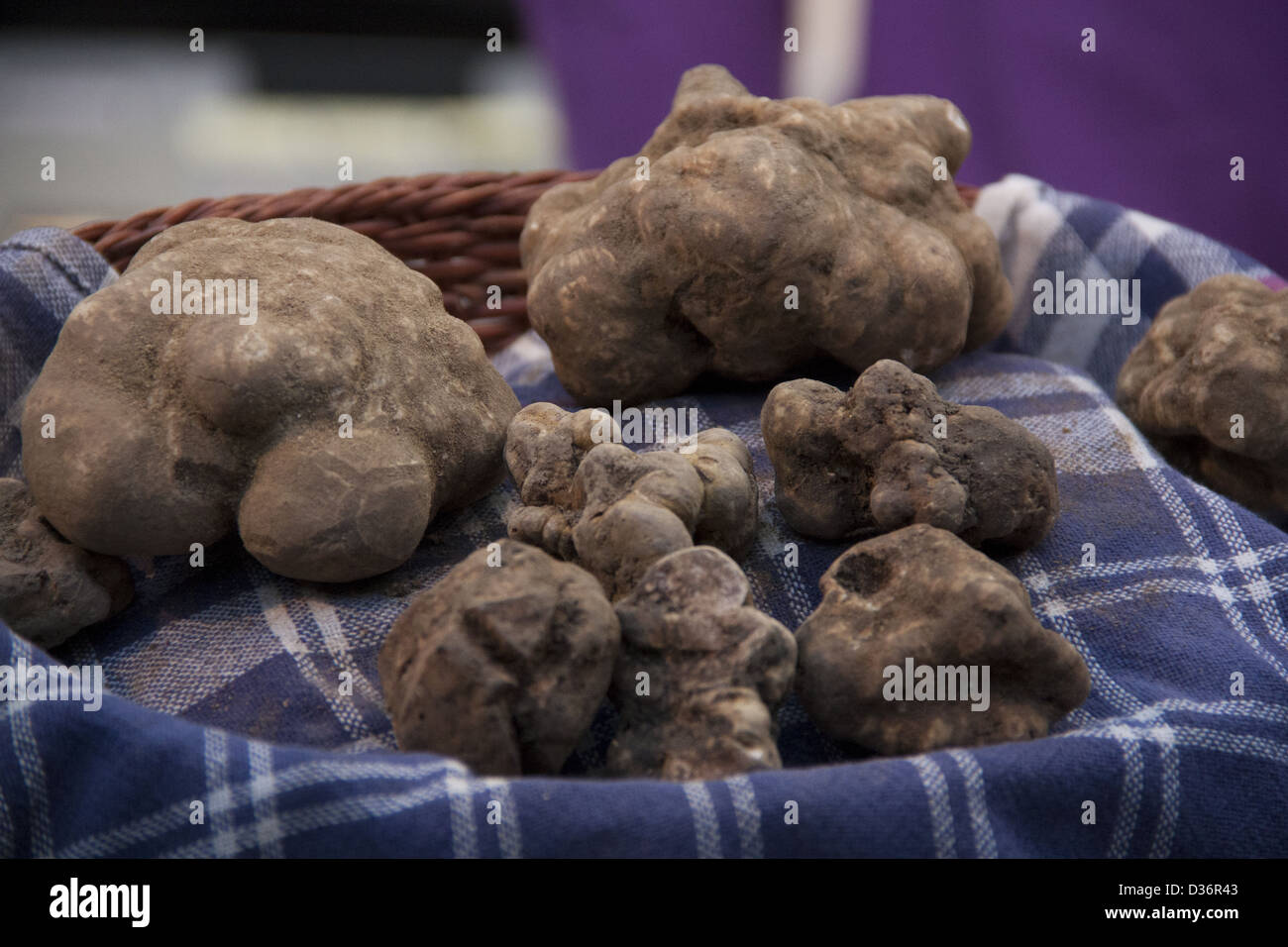 Italian Tuscan black truffle at San Miniato Festival Stock Photo