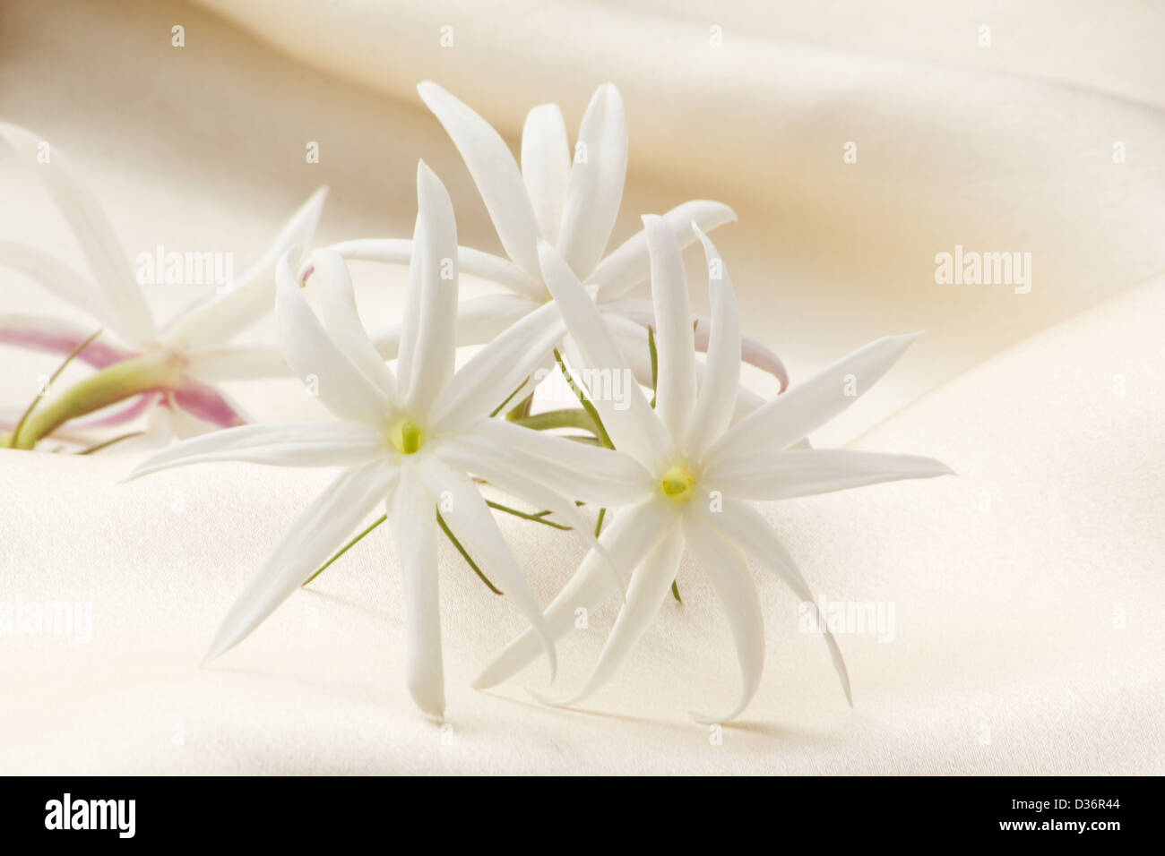 Jasmine flowers (Jasmine nitidum) on silk background Stock Photo Alamy