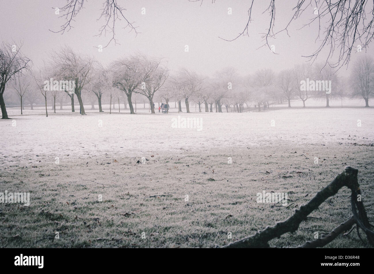 Beautiful Harrogate Stray covered in snow with a frost covered branch