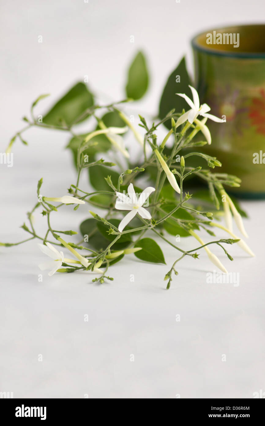 Jasminum Azoricum plant and flowers on white background Stock Photo