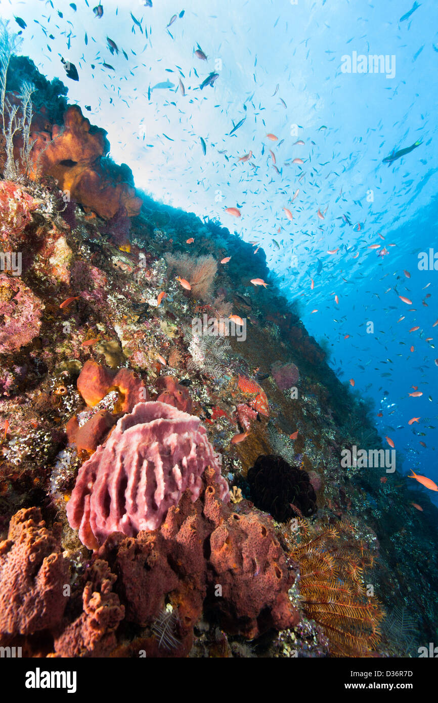 Barrel sponge and other corals and sponges on the Liberty Wreck in Bali, Indonesia. Stock Photo