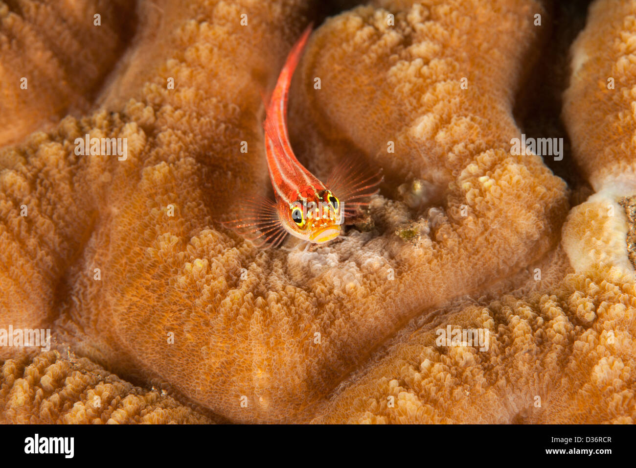 Helcogramma hires stock photography and images Alamy