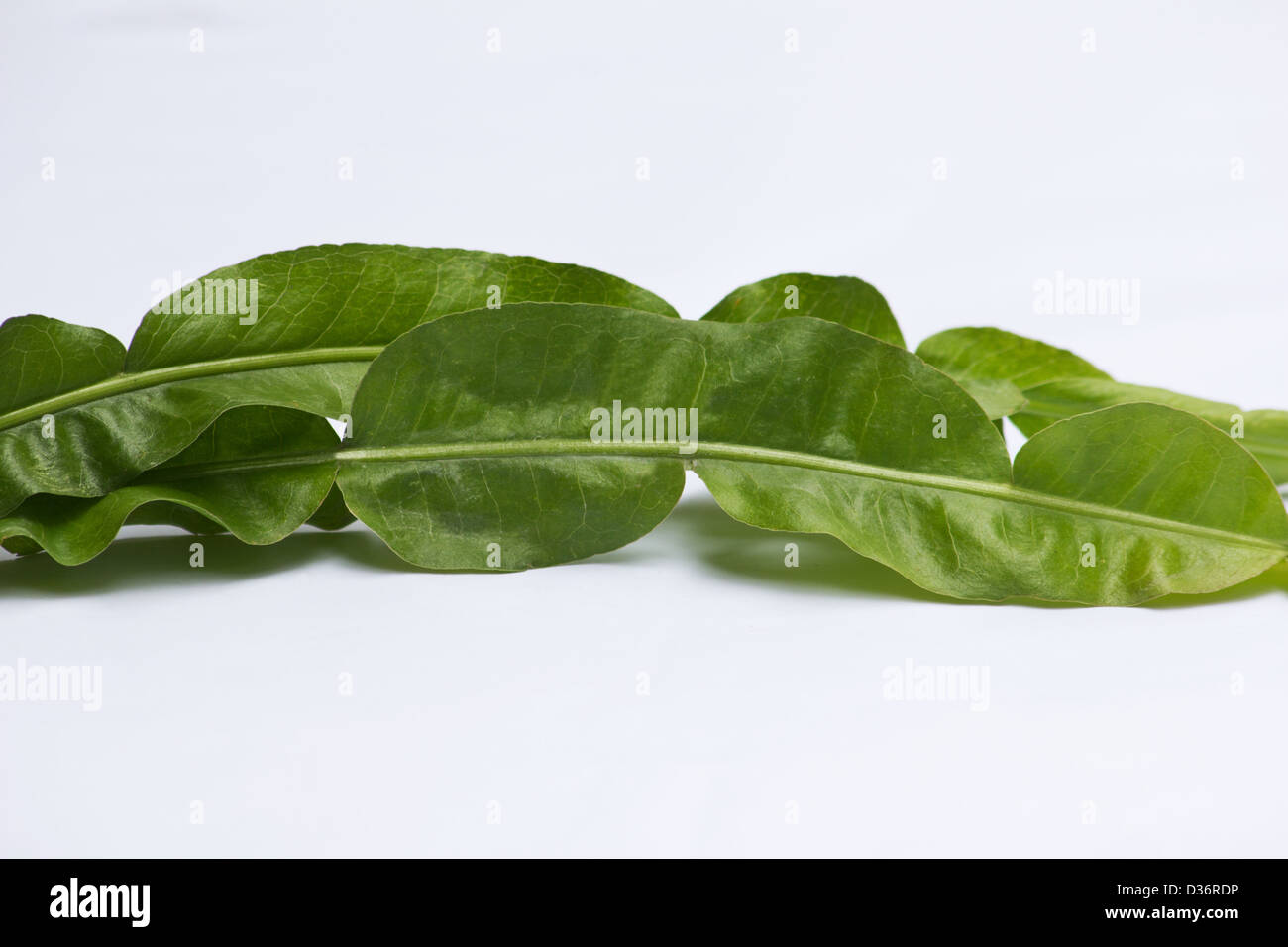 Carqueja (Baccharis trimera) leaves on white background Stock Photo