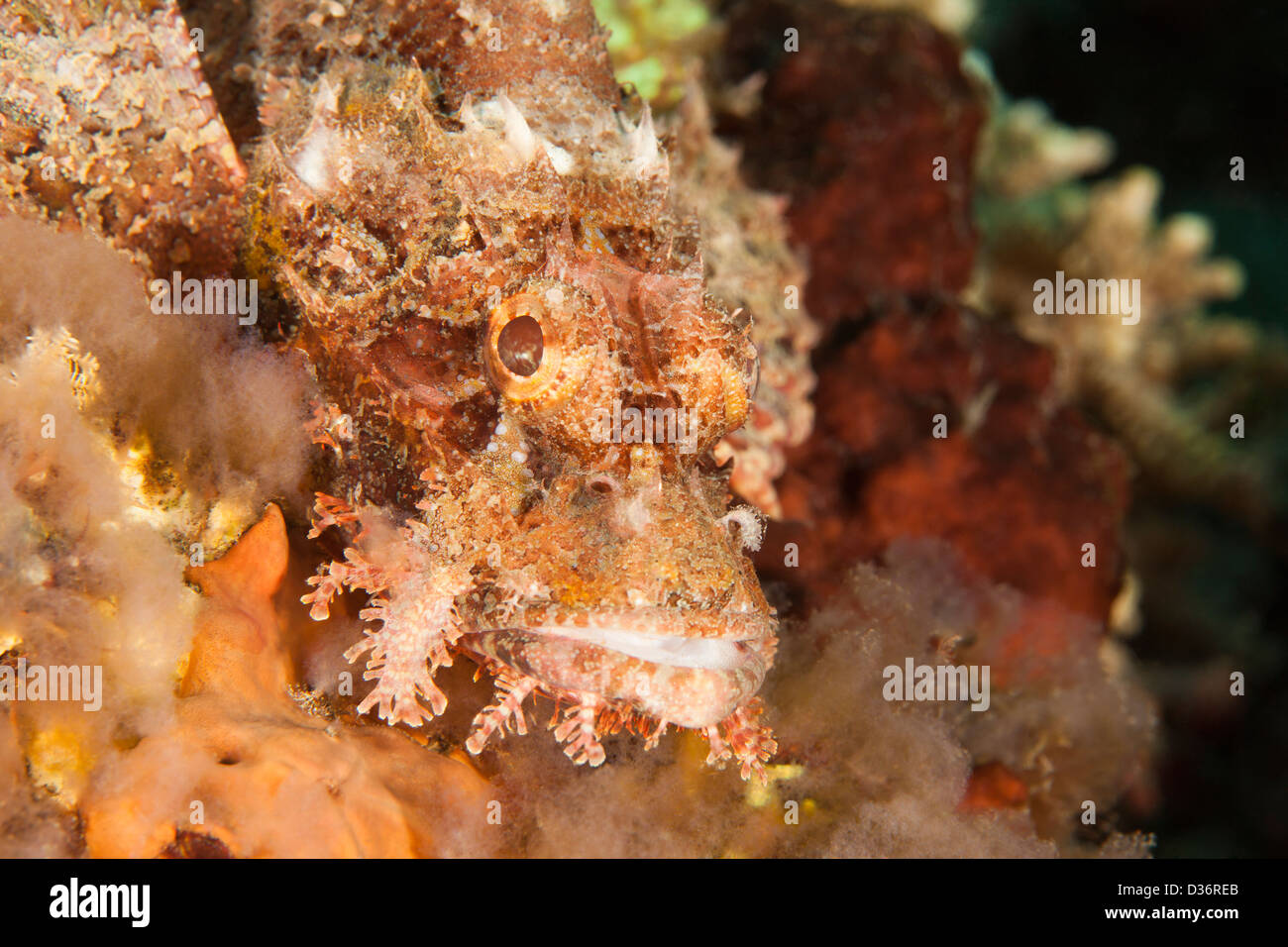 Poss's Scorpionfish (Scorpaenopsis possi), on a tropical coral reef in Bali, Indonesia Stock Photo