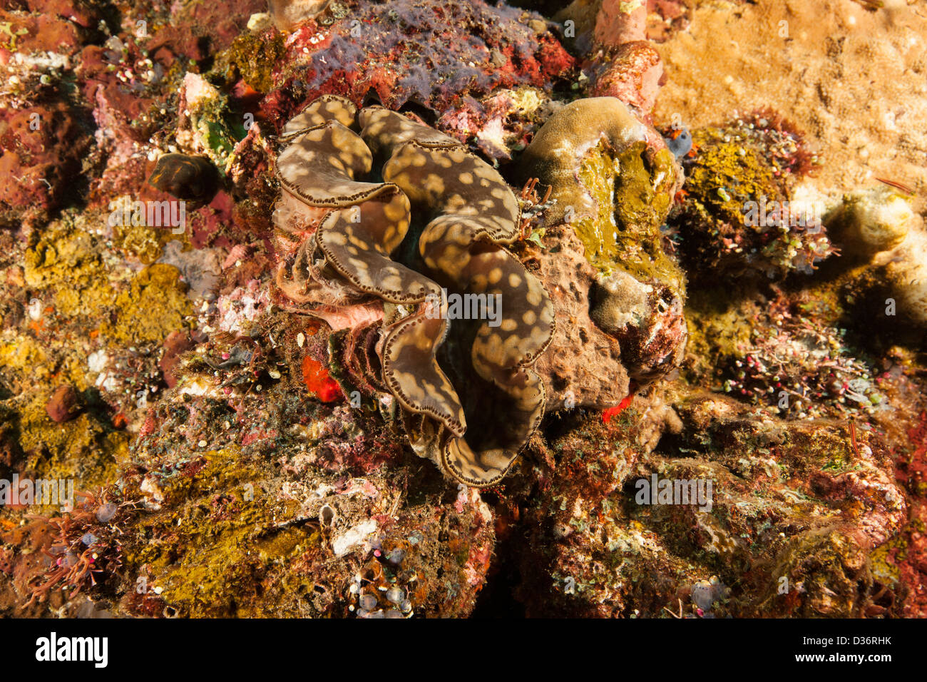 Giant Clam (Tridacna gigas) on a tropical coral reef in Bali, Indonesia ...