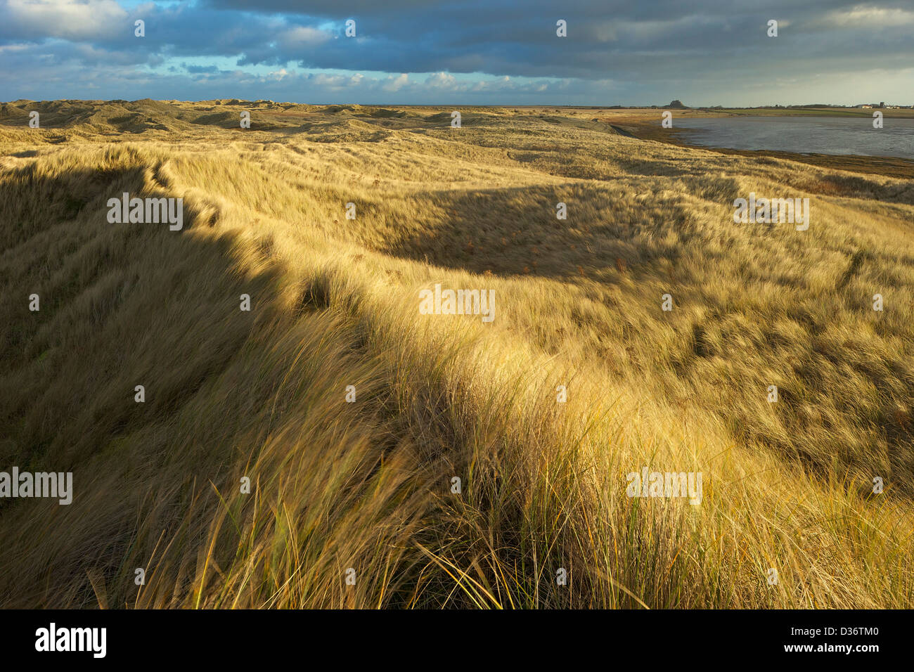 Sunshine on marram grass, sand dunes, Lindisfarne, Northumberland, Northeast England, UK, GB Stock Photo
