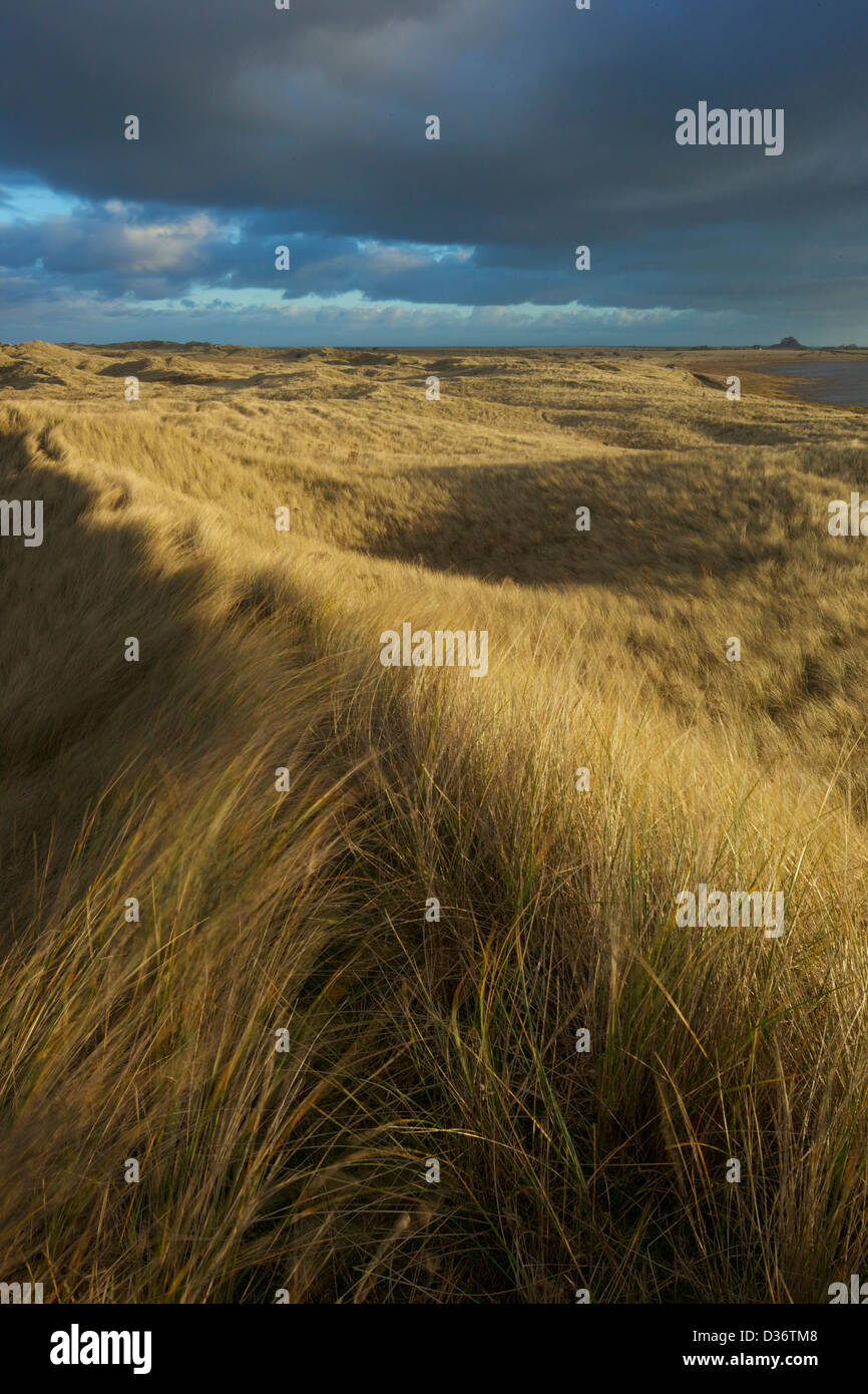 Sunshine on marram grass, sand dunes, Lindisfarne, Northumberland, Northeast England, UK, GB Stock Photo
