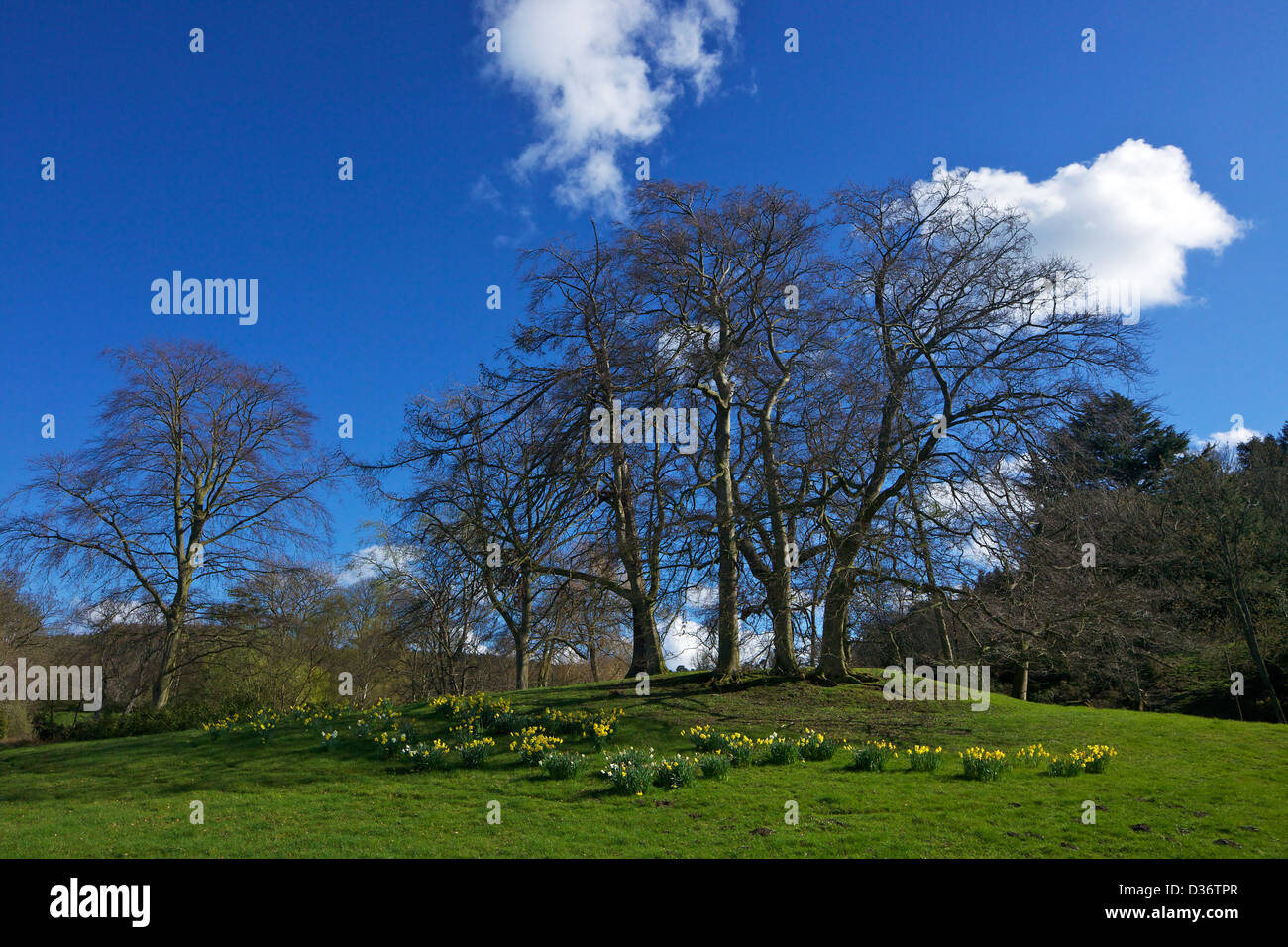 Spring sunshine, Pontesford Hill, near Shrewsbury, Shropshire, England, UK, GB Stock Photo