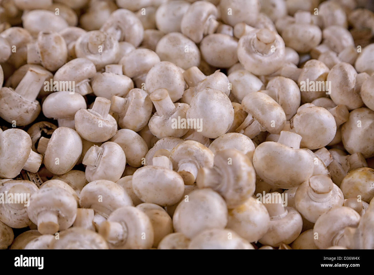 white button mushrooms piled up and ready for sale at the farmer's market Stock Photo
