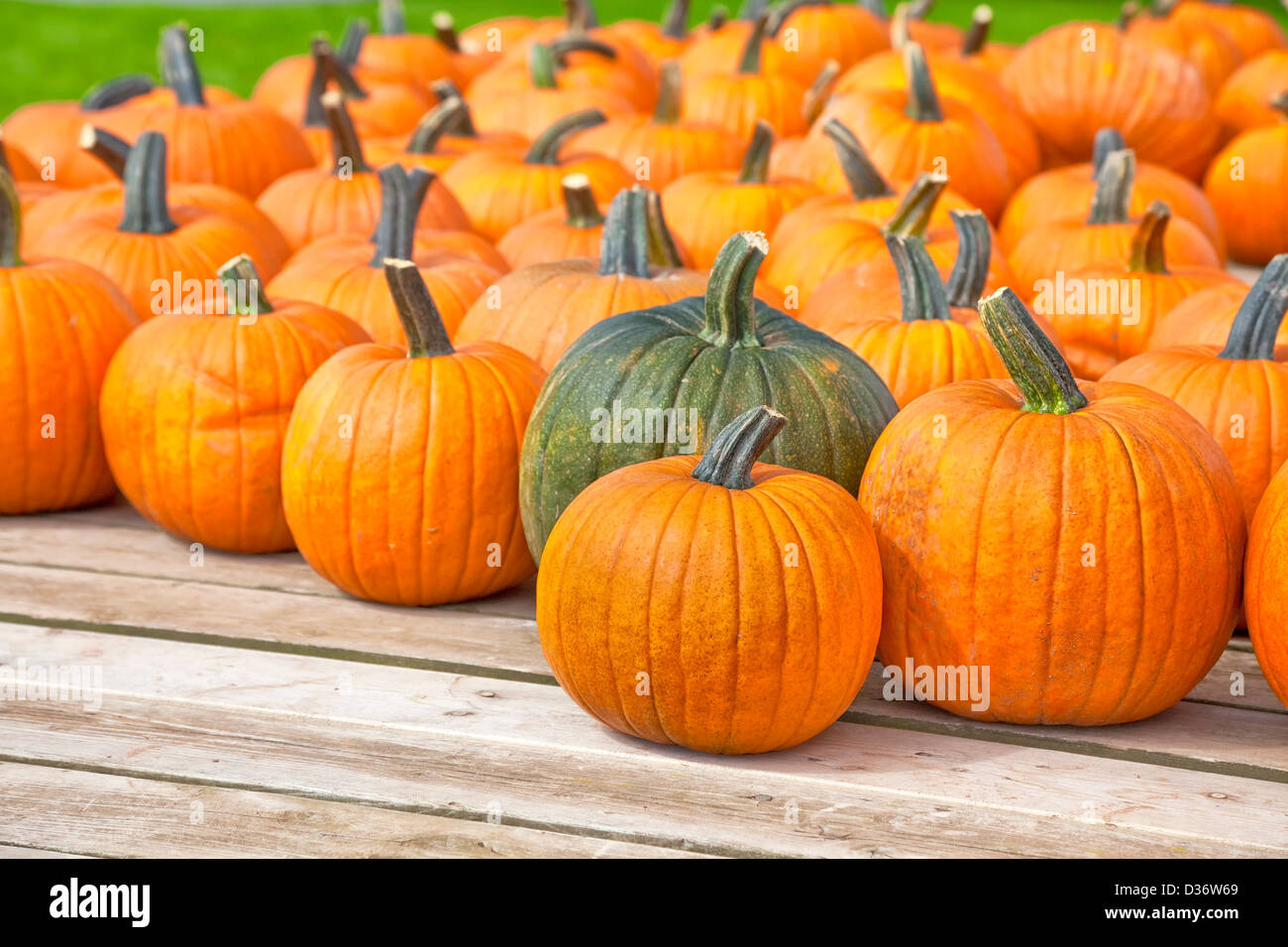 A farm wagon loaded with the fall crop of pumpkins. Stock Photo