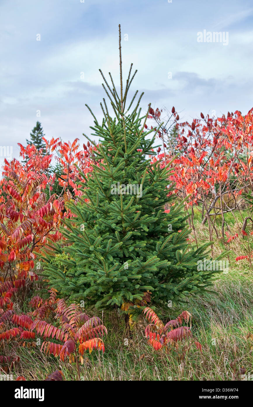 White spruce contrasting with staghorn sumac in its contrasting fall coloration. Stock Photo