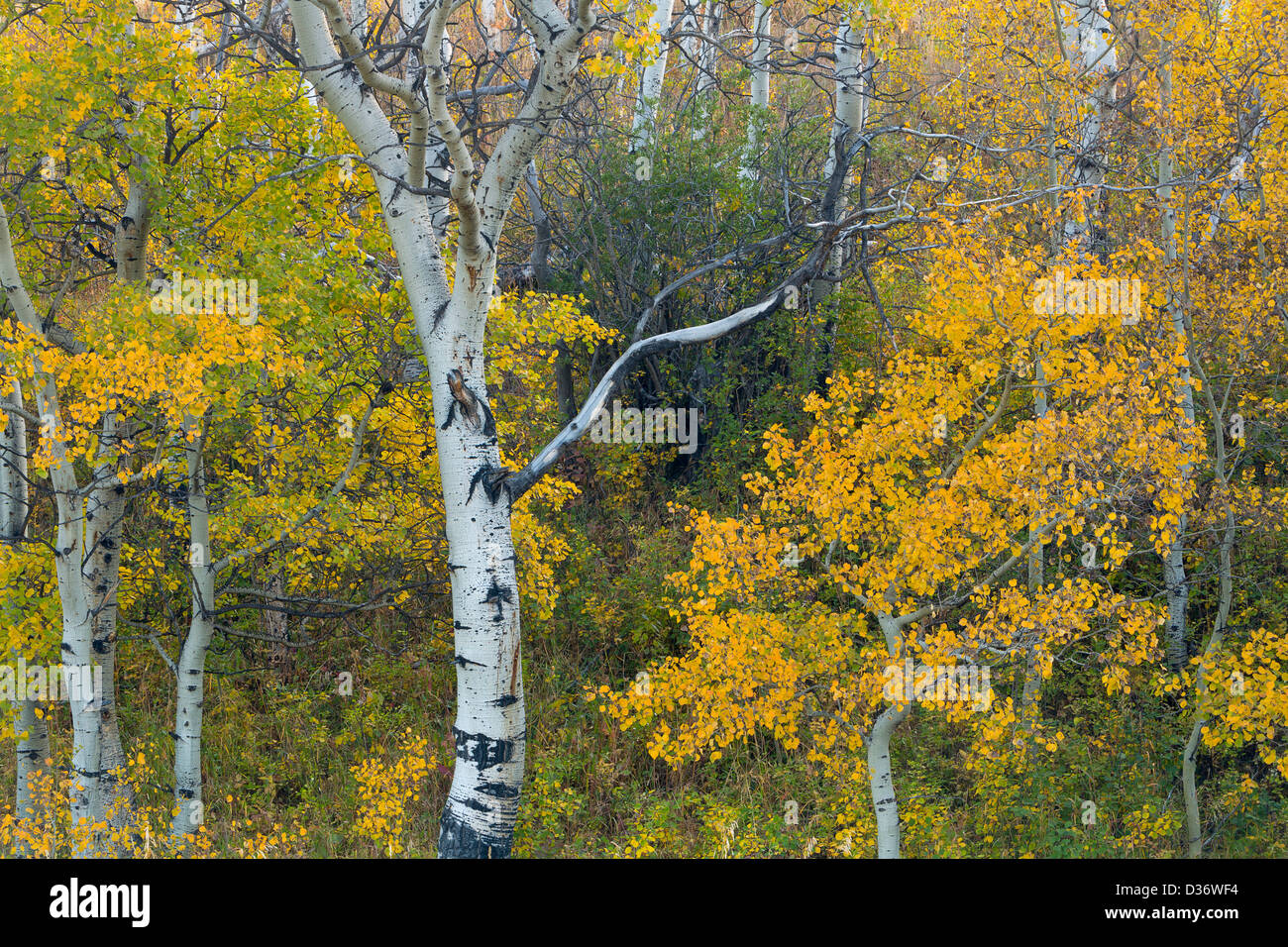 Fall aspen color in Glacier National Park, Montana. USA Stock Photo