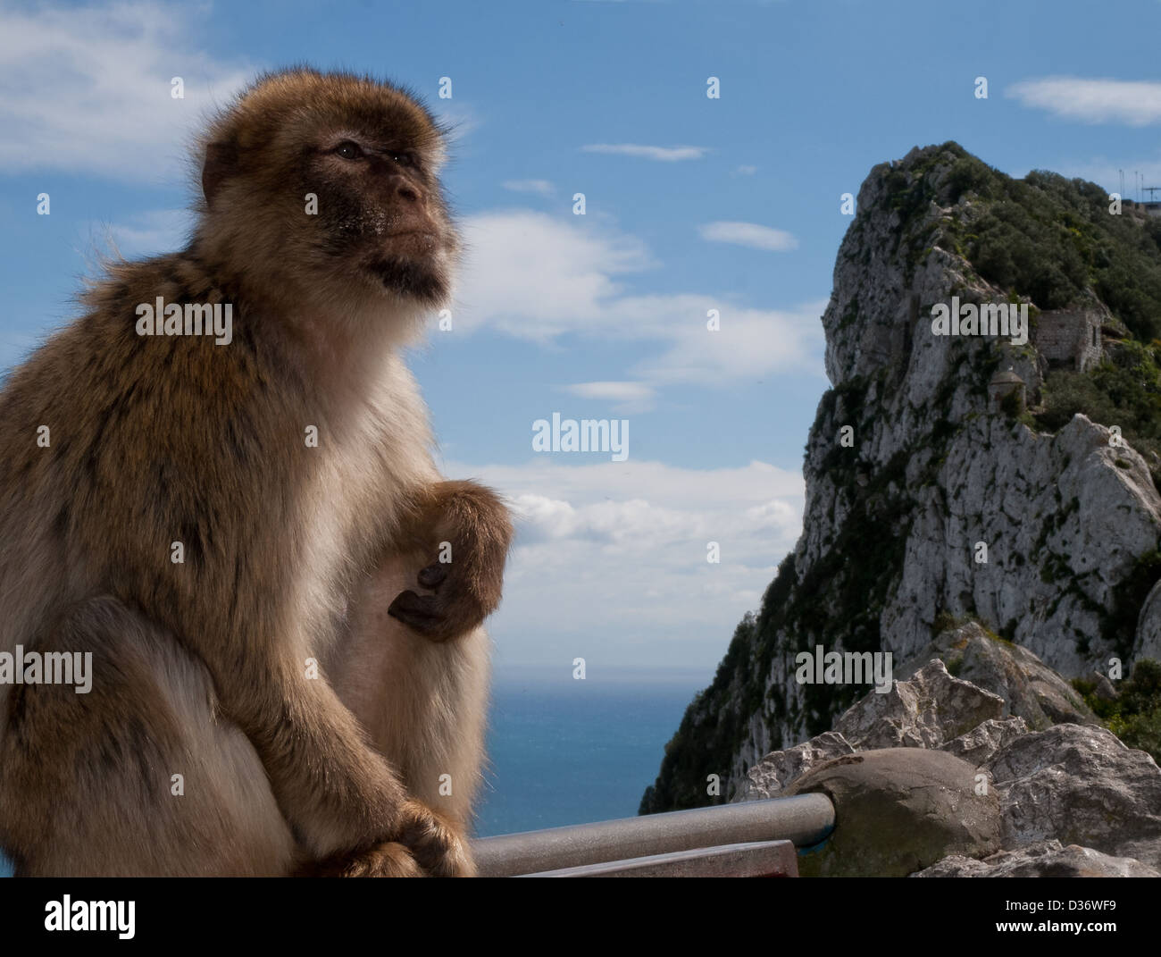 Gibraltar monkey with the mountain on the background Stock Photo
