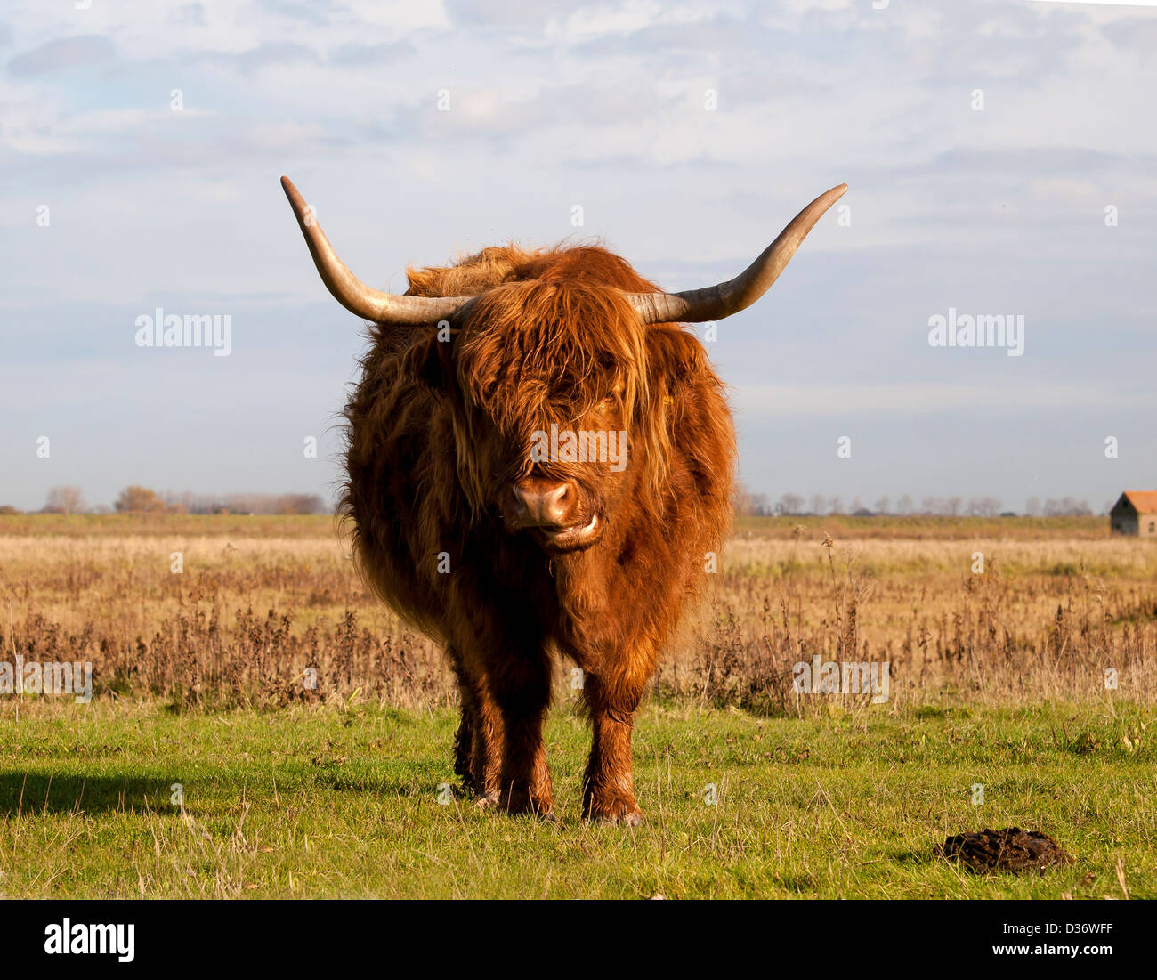 Scottish highlander hires stock photography and images Alamy