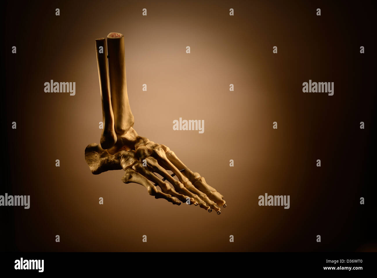 Human foot skeleton Stock Photo