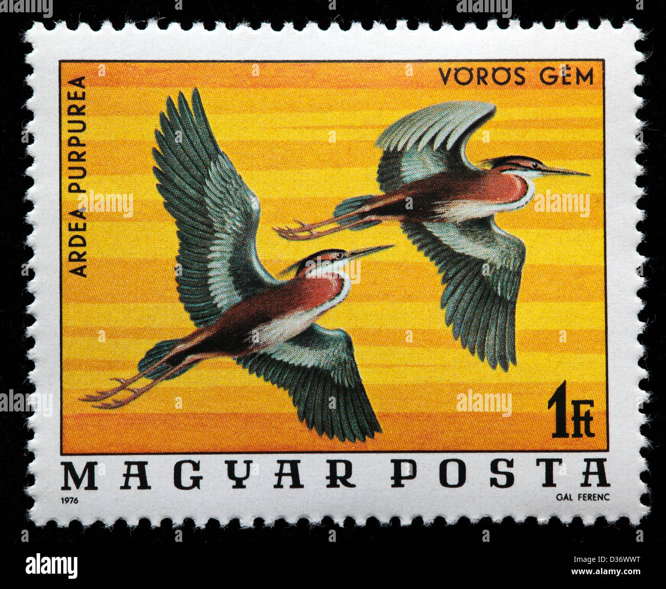 Purple Heron (Ardea purpurea), postage stamp, Hungary, 1976 Stock Photo