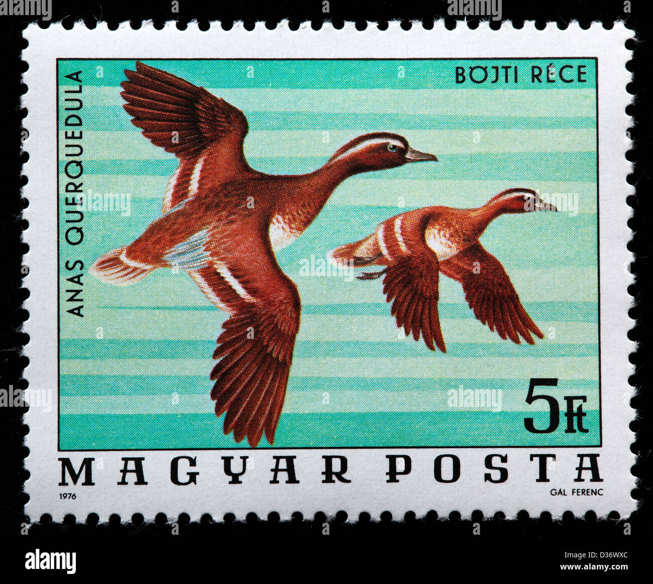 Garganey (Anas Querquedula), postage stamp, Hungary, 1976 Stock Photo
