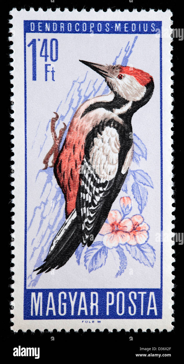 Middle Spotted Woodpecker (Dendrocopos medius), postage stamp, Hungary, 1966 Stock Photo