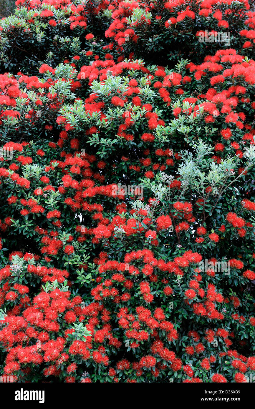 Pohutukawa tree flowers bright red summerP blossoms Stock Photo