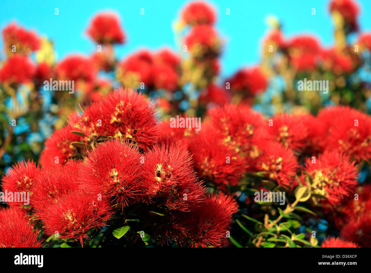 Pohutukawa tree flowers bright red summerP blossoms Stock Photo