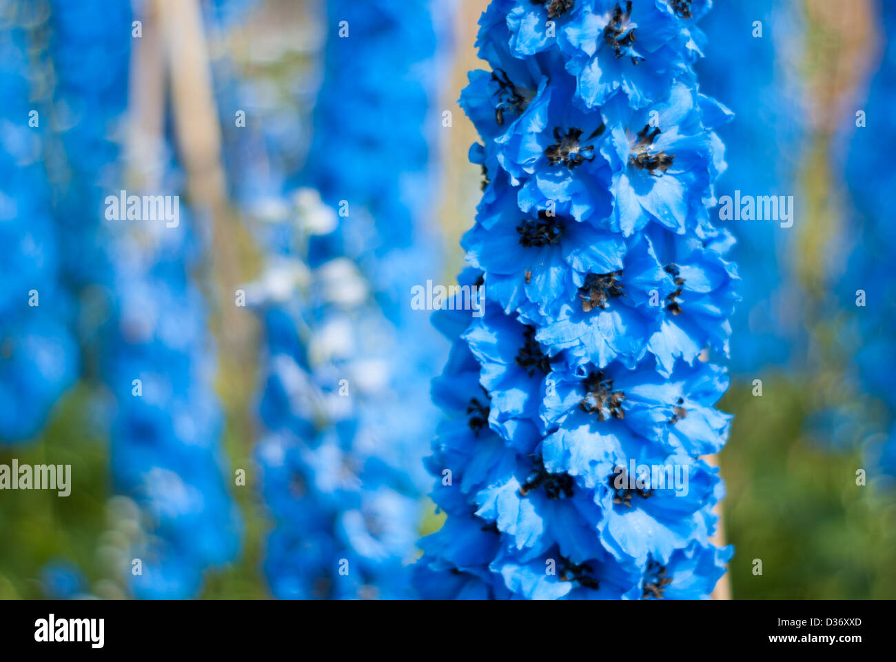 Blue delphiniums, Alnwick Garden, Northumberland, England Stock Photo