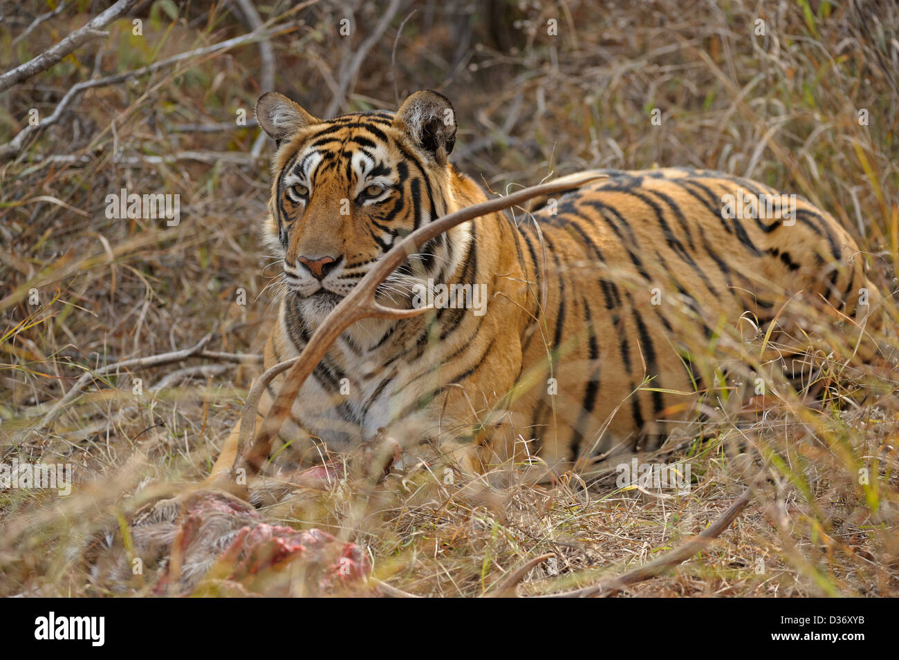 Tiger on a deer kill in the grasslands in Ranthambhore national park, India Stock Photo