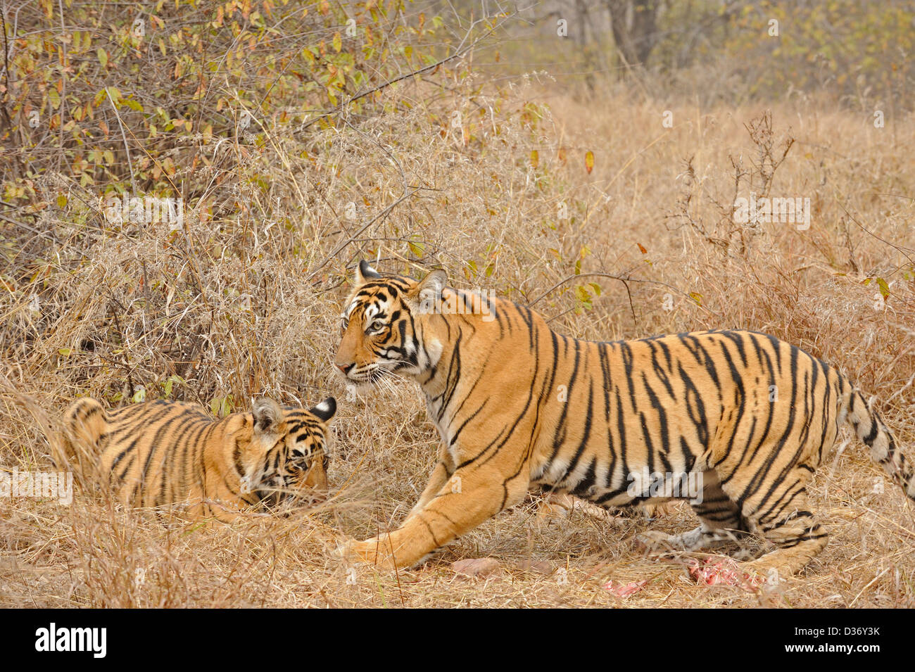 Tiger family - mother and cubs - on a deer kill in the grasslands in Ranthambhore national park, India Stock Photo