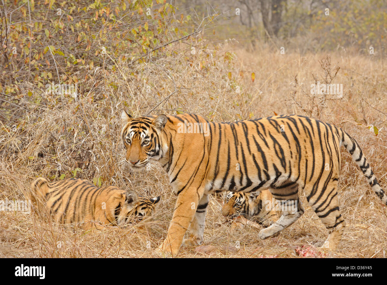 Tiger family - mother and cubs - on a deer kill in the grasslands in Ranthambhore national park, India Stock Photo