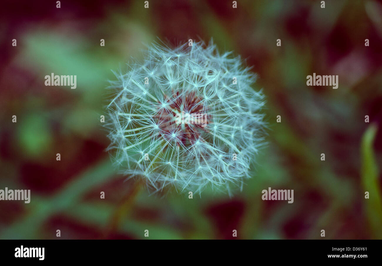 Dandelion close hi-res stock photography and images - Alamy