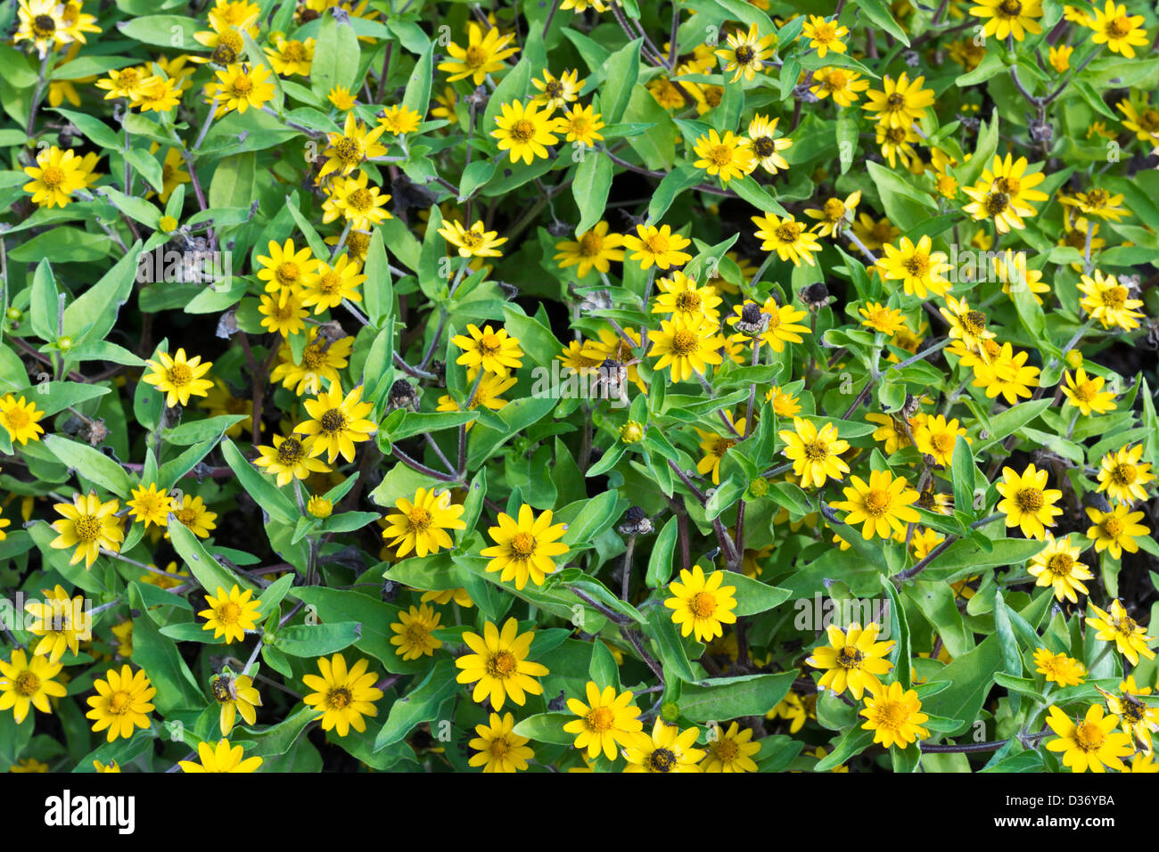 Wedelia Trilobata Flowers' Plantation Stock Photo