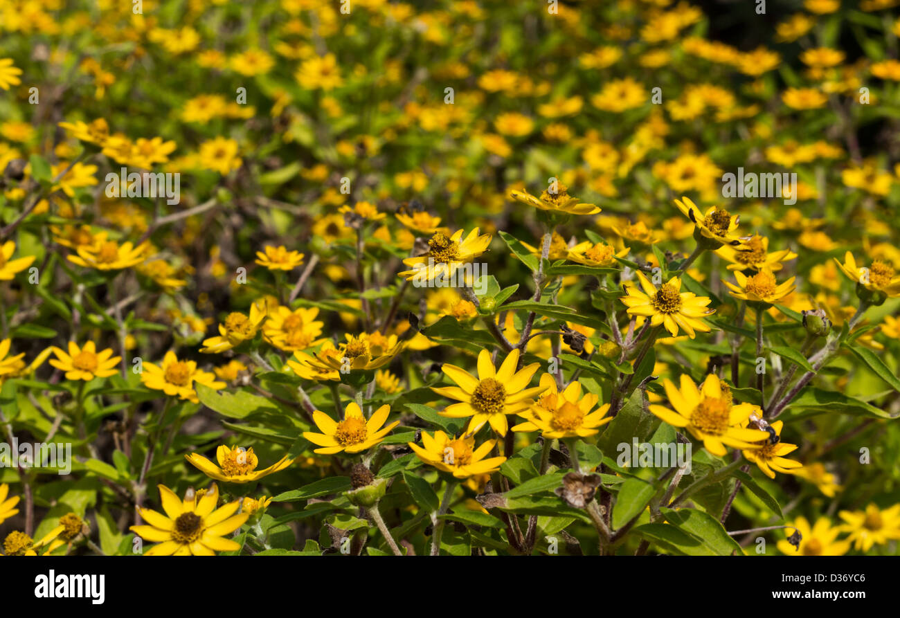 Wedelia Trilobata Flowers Plantation Stock Photo
