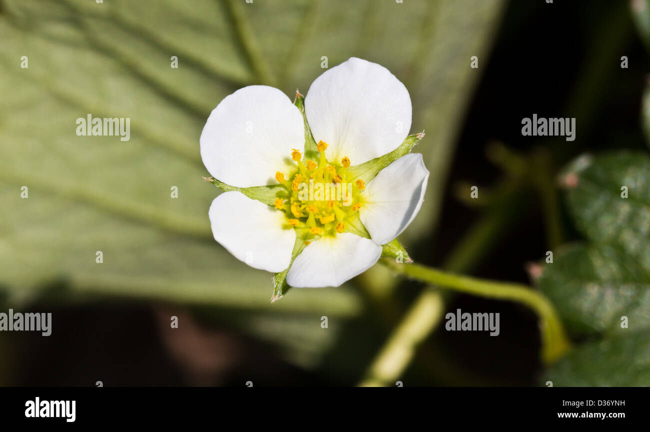 White strawberry flower hi-res stock photography and images - Alamy
