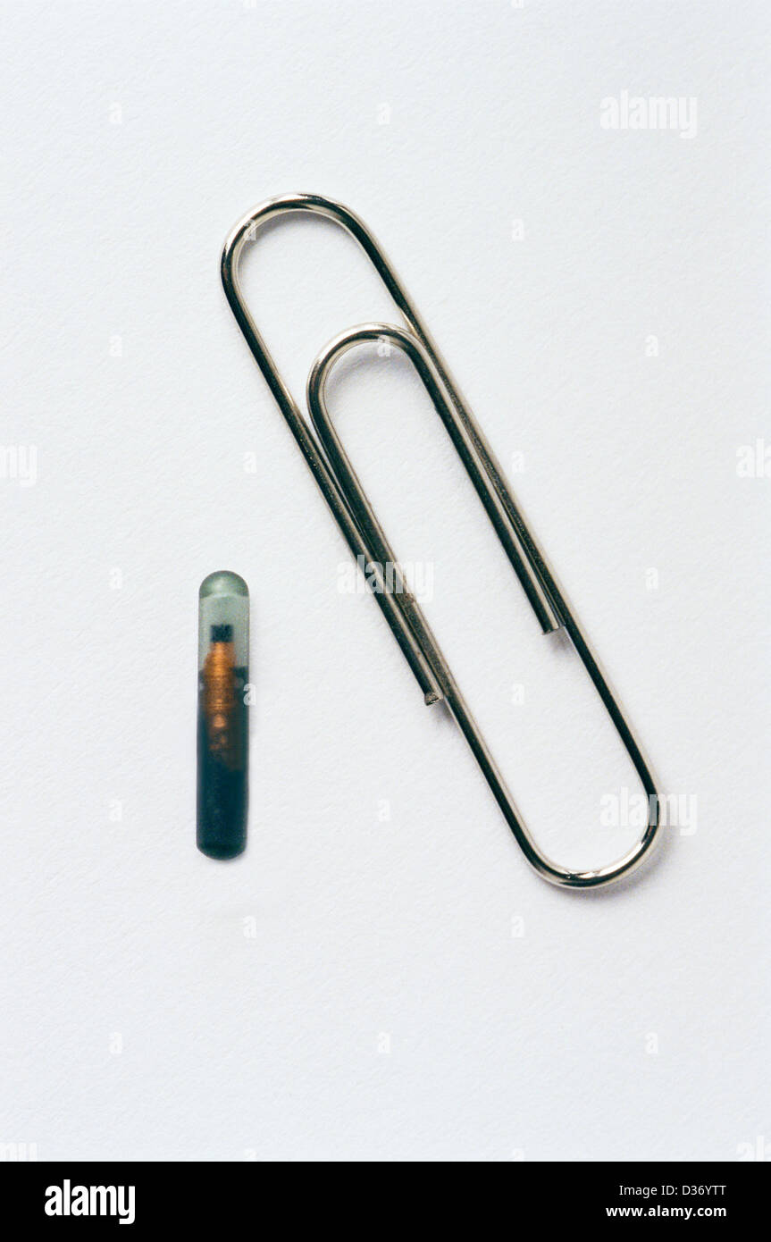 Vets Pet microchip with paper clip to show size scale micro chip for animal dog or cat Stock Photo