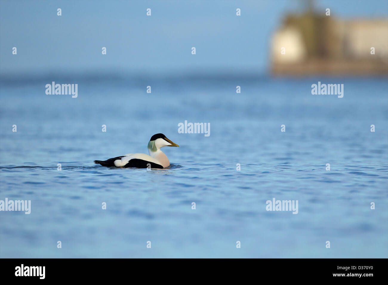 Common eider duck, Seahouses harbour, Northumberland, Northeast England, UK, GB Stock Photo